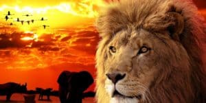 Lire la suite à propos de l’article L’Horoscope du signe astrologique du Lion pour le mois d’Août 2018