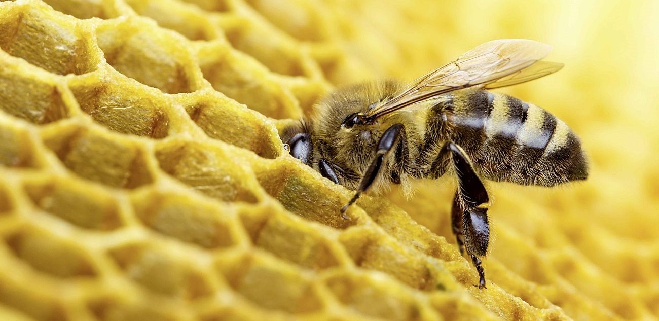 signification reve abeille