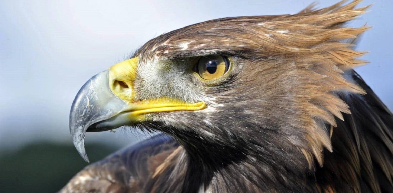 🔮 Aigle Signification des rêves de la lettre A